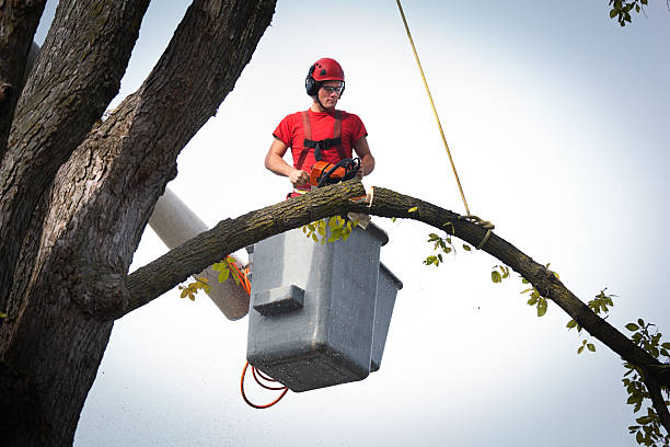 Best Fruit Tree Pruning  in Pine Beach, NJ