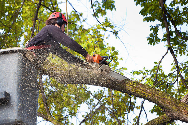 Best Grass Overseeding  in Pine Beach, NJ